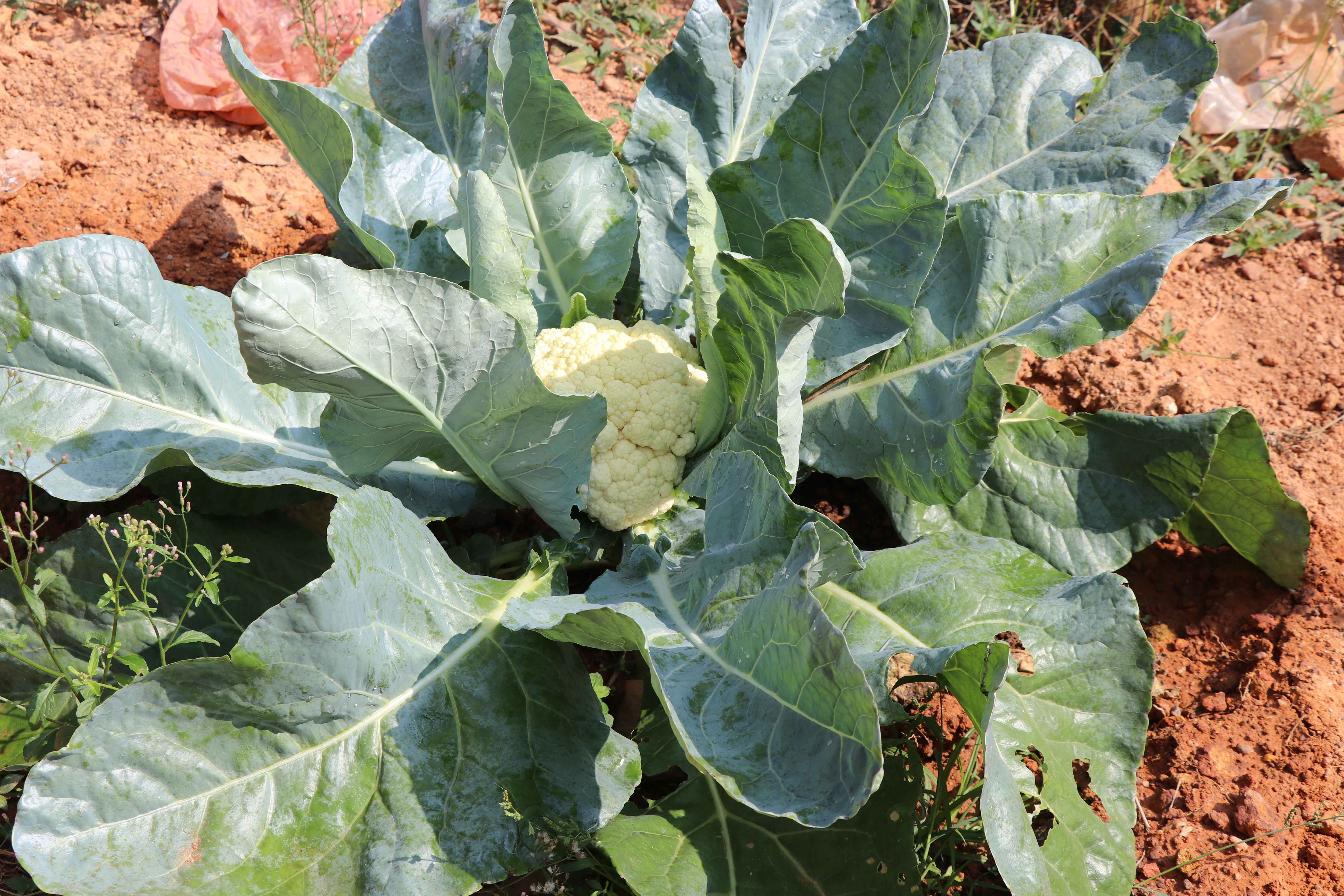 Green Vegetable Cultivation